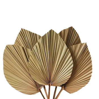 AT69 -Сушеные пальмовые листья Декор комнаты 5 штук - 18 дюймов В X 10 дюймов Ш Большой натуральный декор из пальмовых листьев для красивого вида в стиле бохо