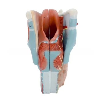 J6PA Модель анатомии горла человека 2x Увеличенная модель анатомии горла Учебный реквизит